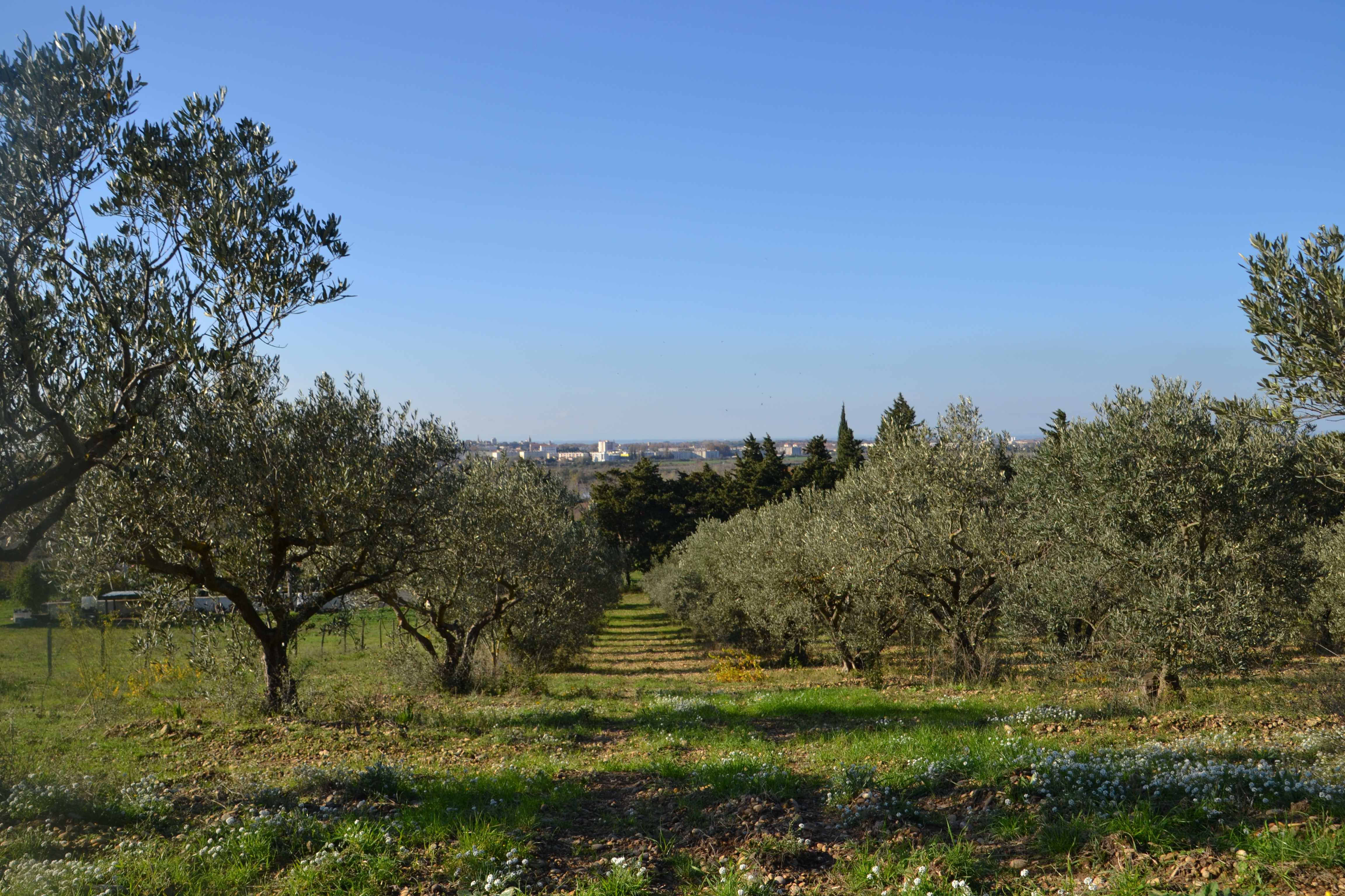 Picture of the olive orchard